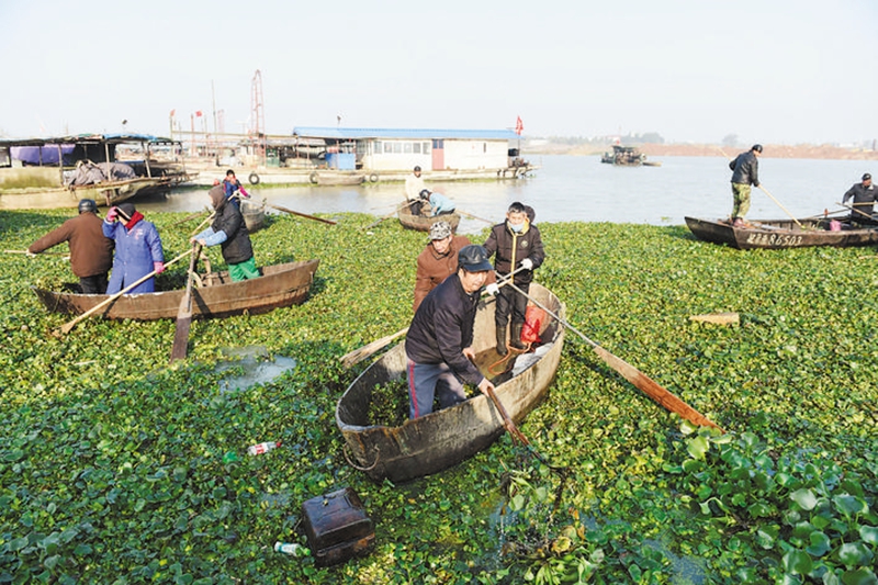 姜清泉：上岸渔夷易近被迫打捞水草十余年